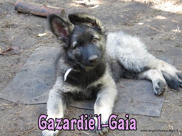 Gazardiël-Gaia